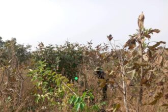 End of the road: Seven bandits shot dead in Kaduna